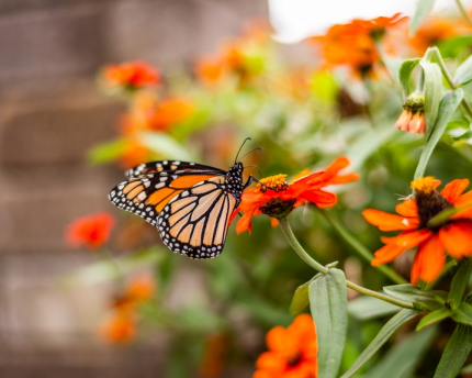 Monarch buttterflies: Saving a vanishing beauty Global warming is impacting Monarch butterflies.
